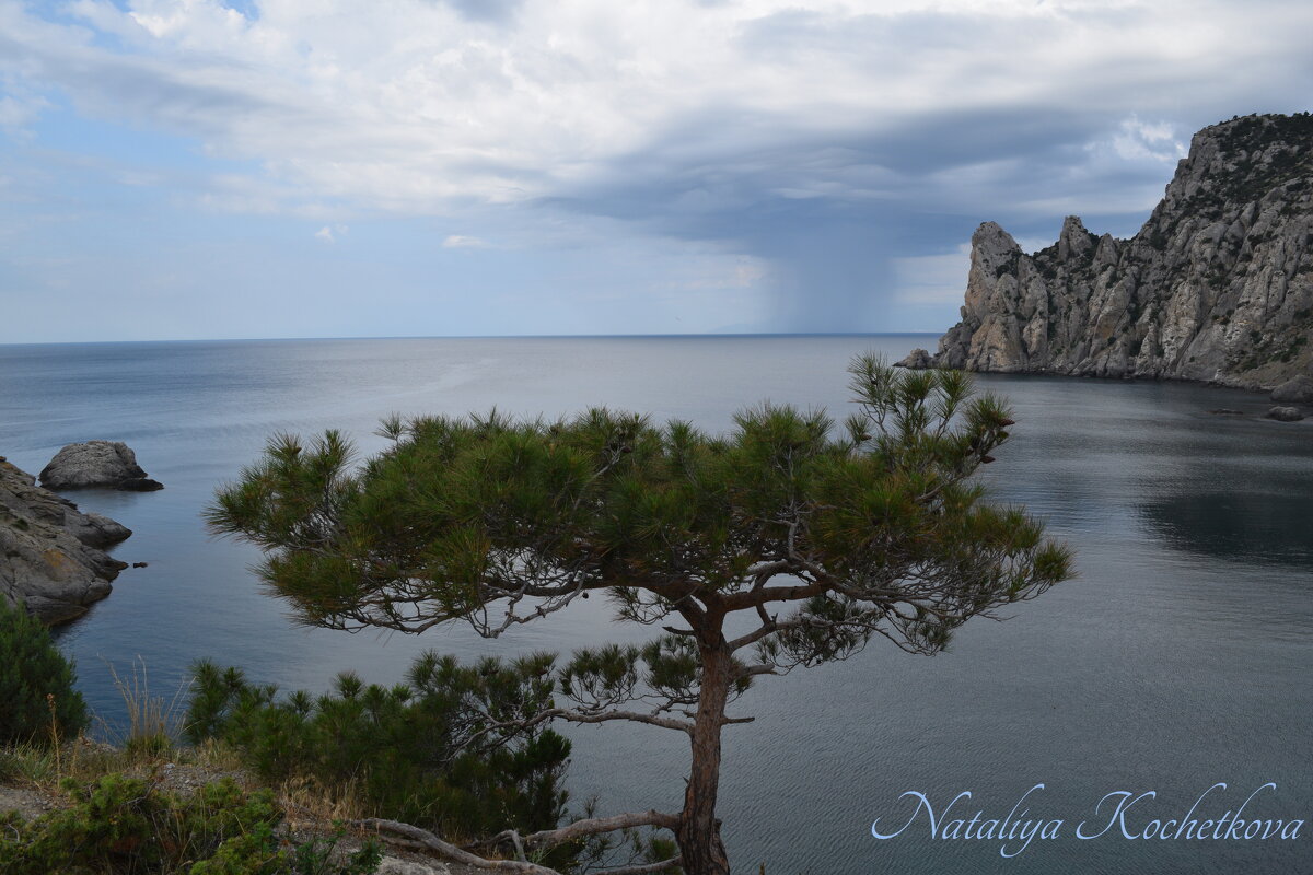 Природа Крыма - Amazing Cosmea Природа Крыма - Amazing Cosmea