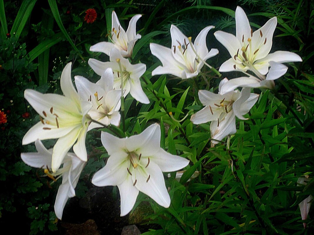 Ли... - Елена Семигина