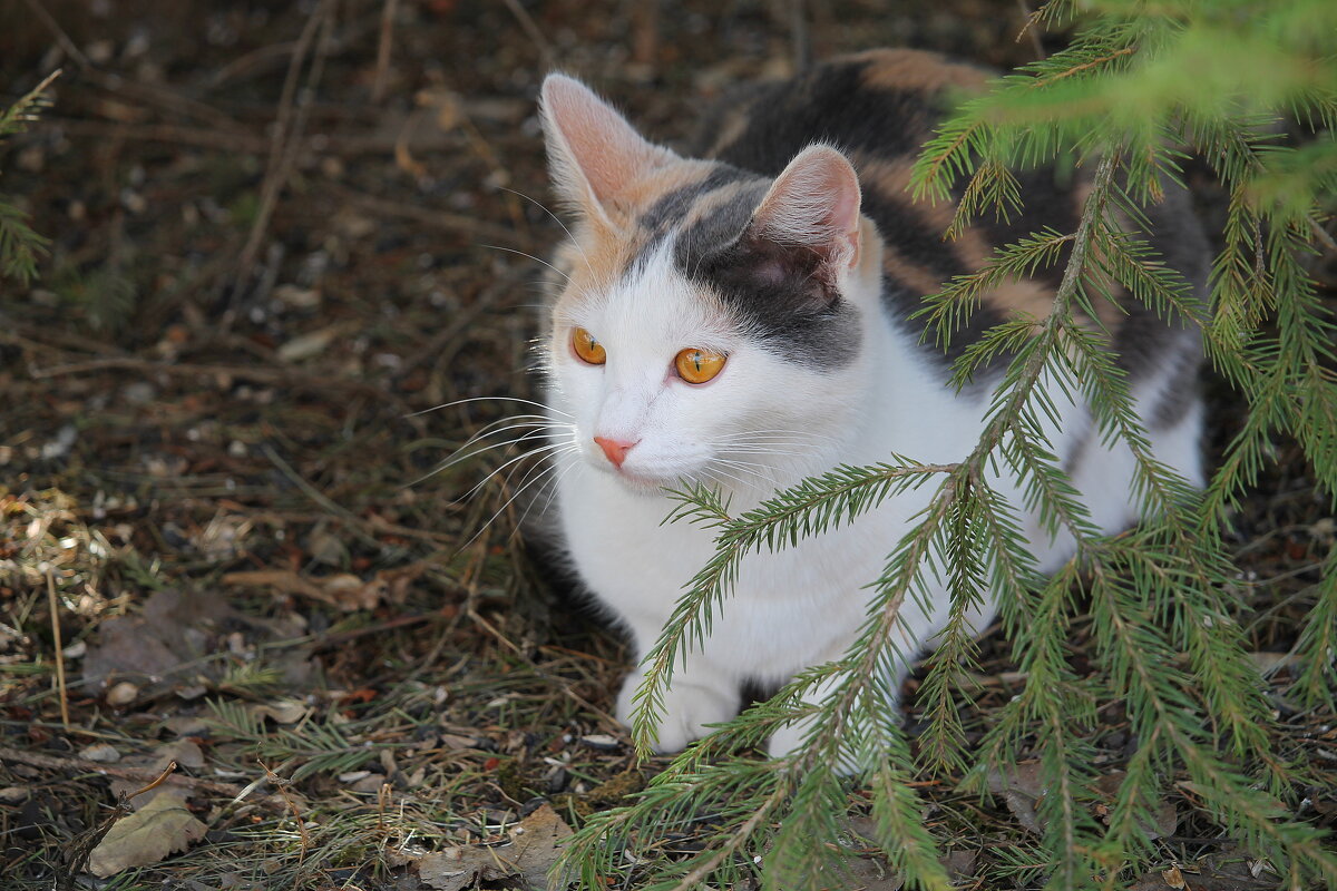 Киса - tamara kremleva