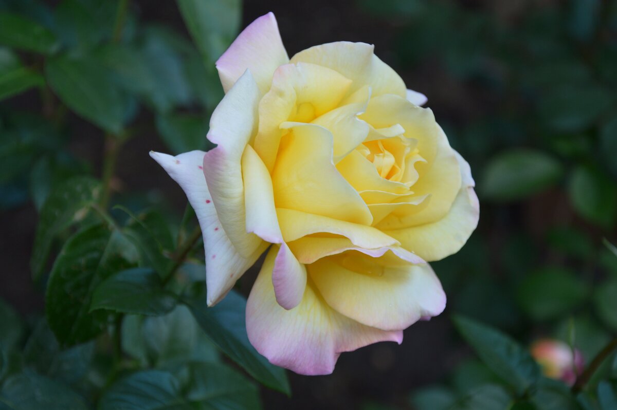 *** - Надежда Куркина 