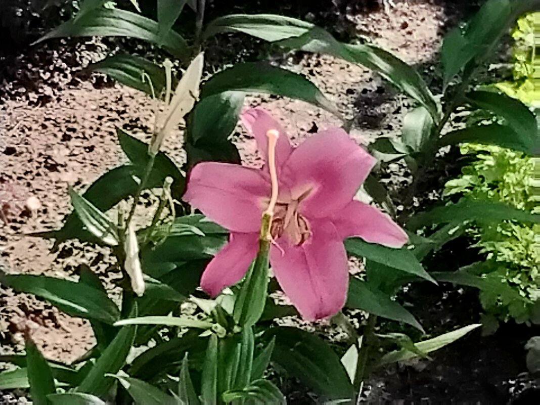 Лилия розовая - Дмитрий Никитин Лилия розовая - Дмитрий Никитин