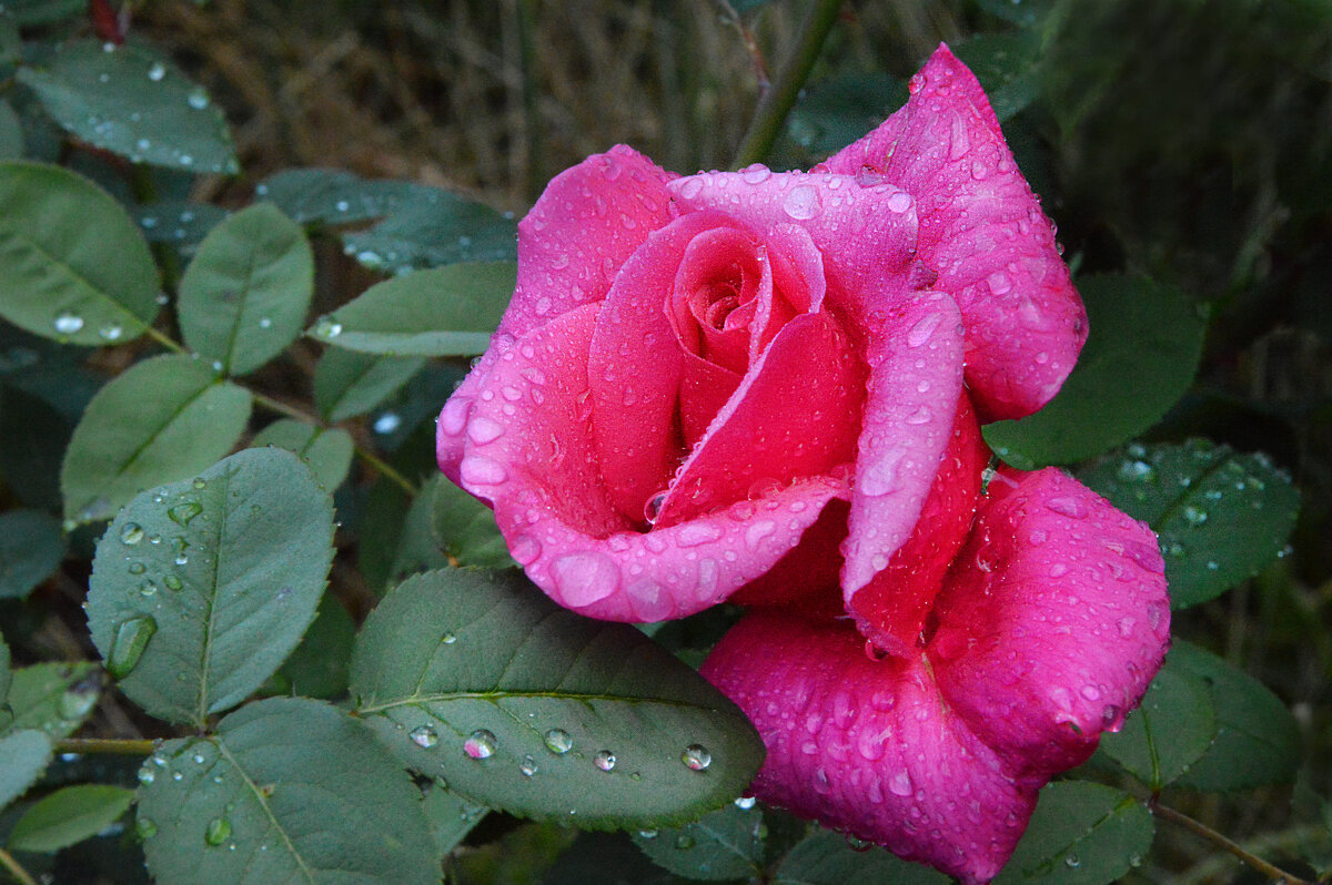 *** - Надежда Куркина 