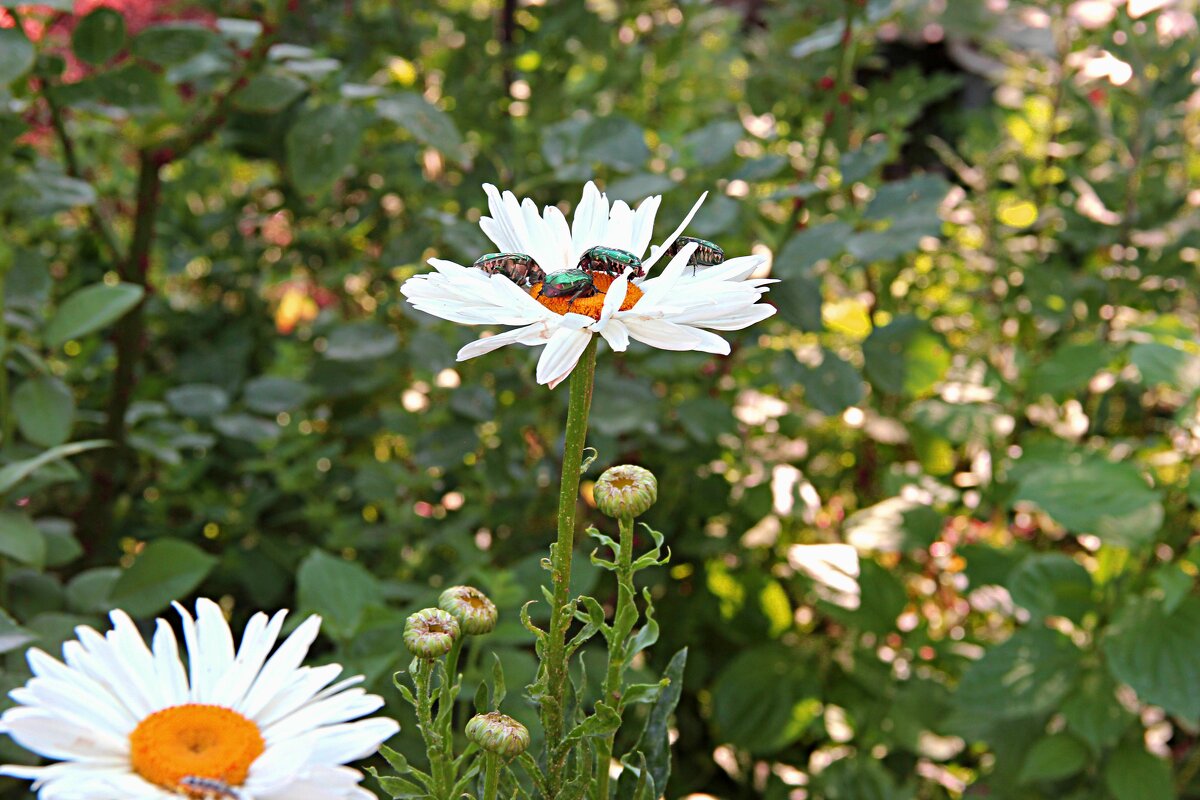 ..сладкоешки - Николай 