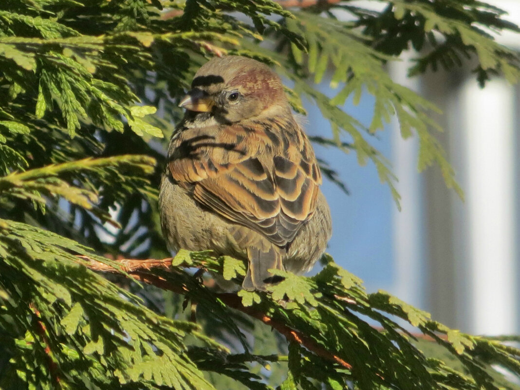 Воробей - Татьяна Львова