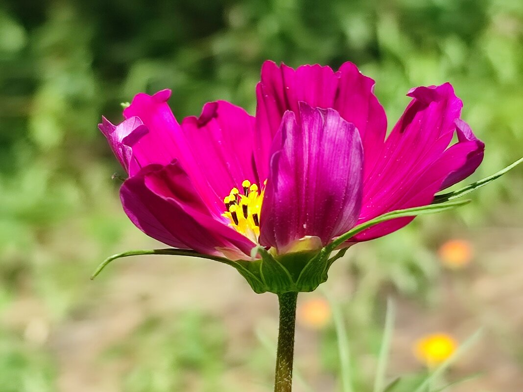 Космея - Валентина Богатко 