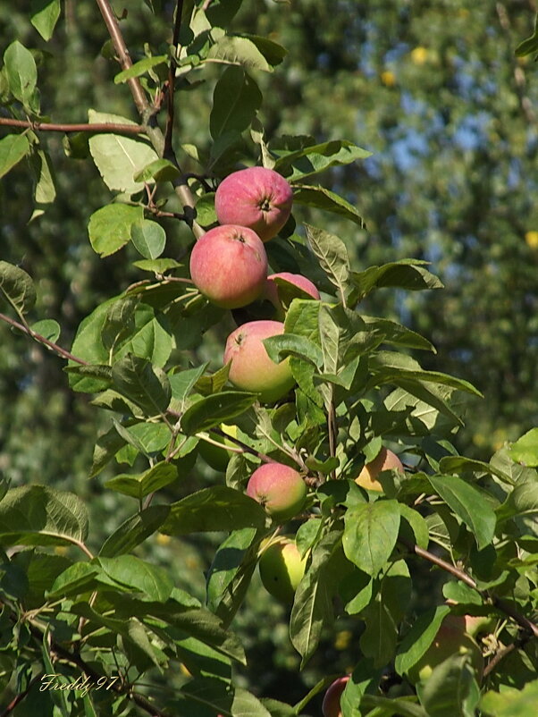 Яблочки - Freddy 97