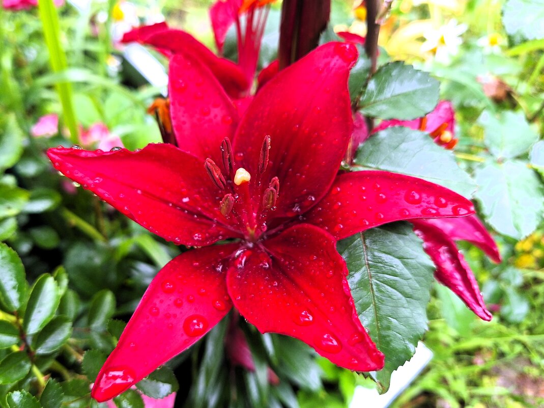 Лилия - Наталья Лилия - Наталья