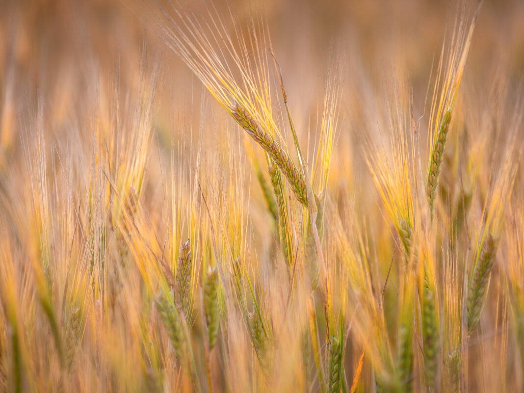 **** - Елизавета .