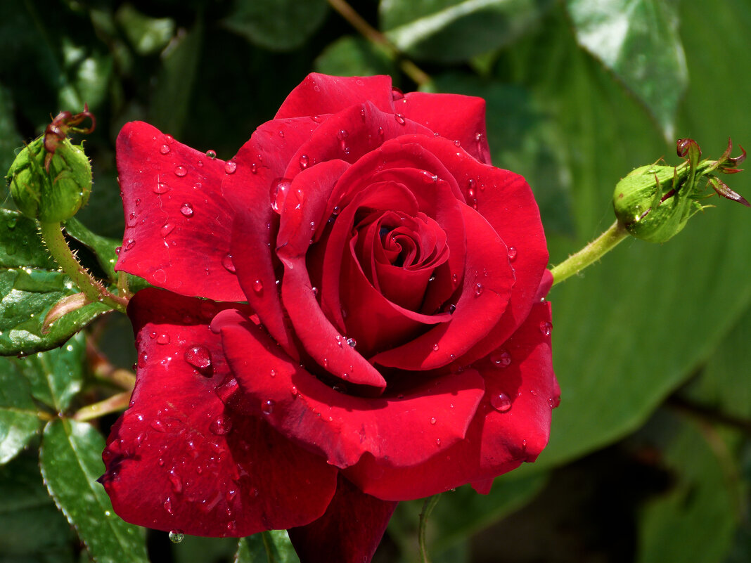 Алая роза - Валентин Семчишин Алая роза - Валентин Семчишин