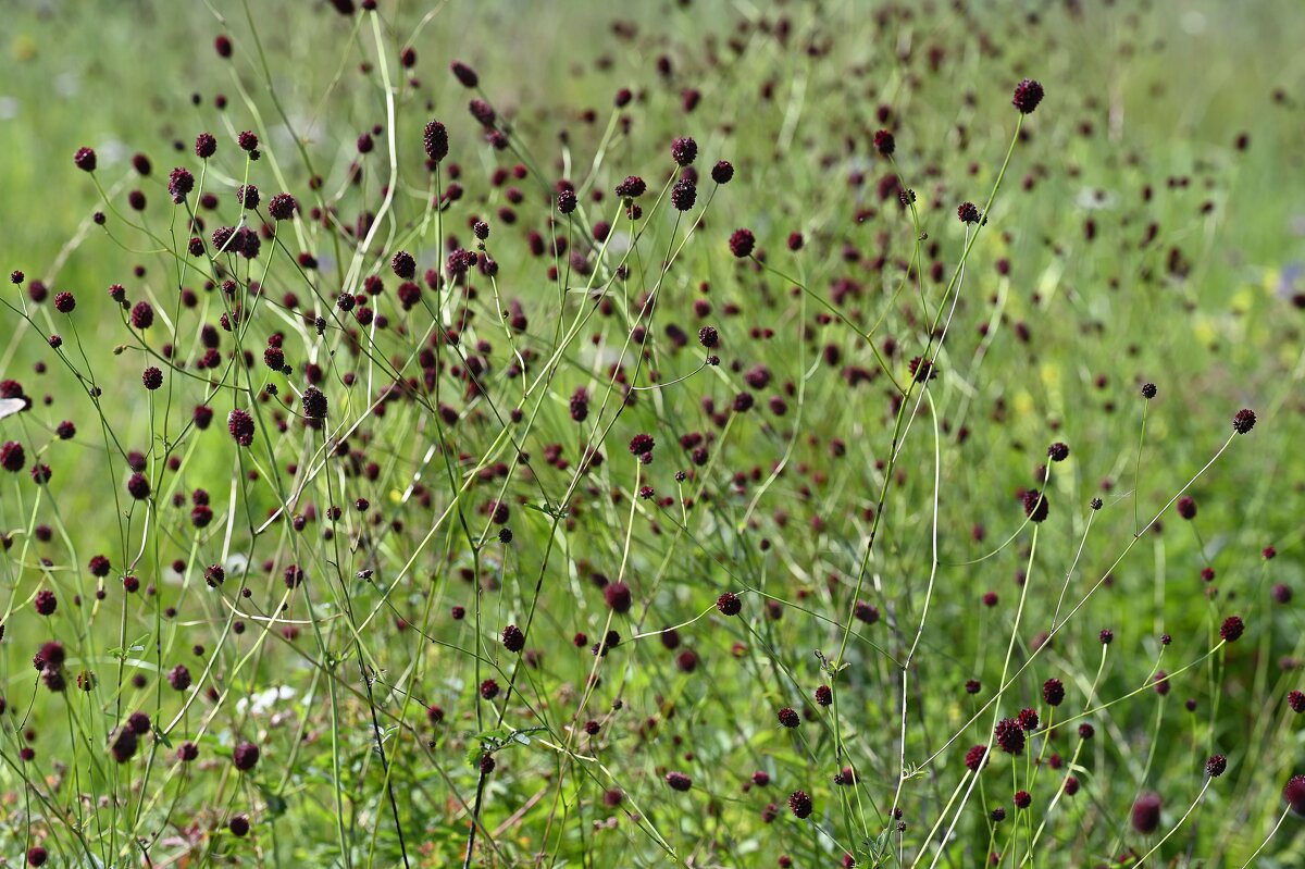 Летние картинки - Ольга 