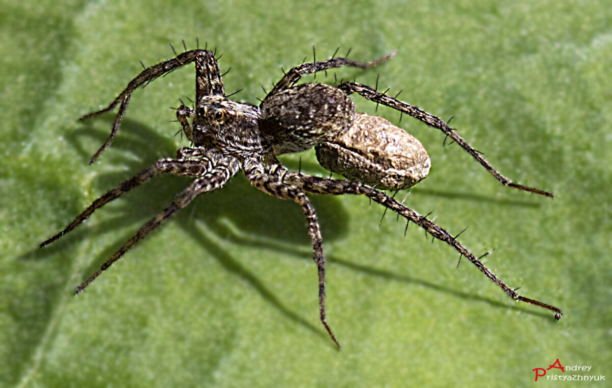 Паучок - Андрей Пристяжнюк