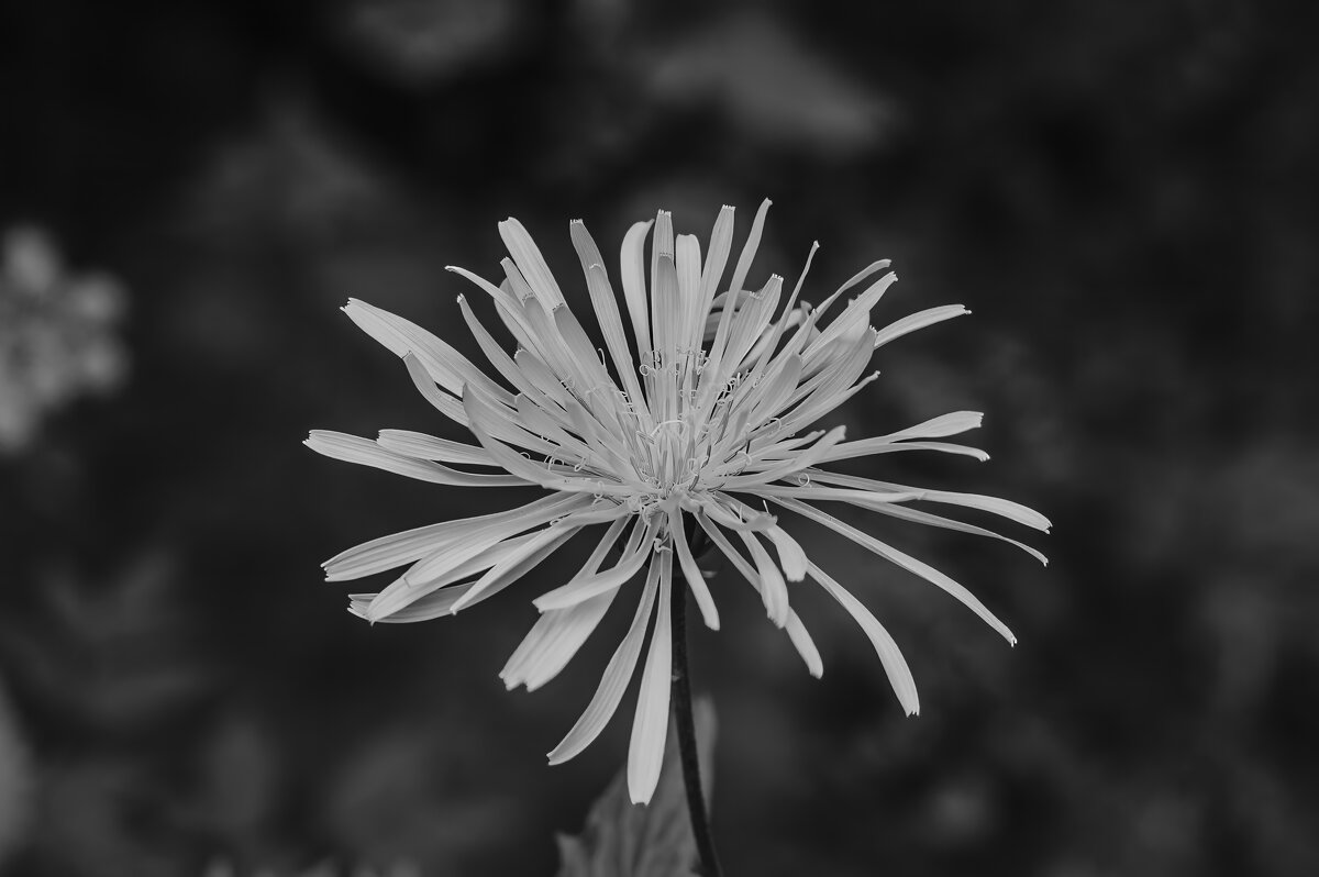 Цветок - снежинка. - Вадим Басов