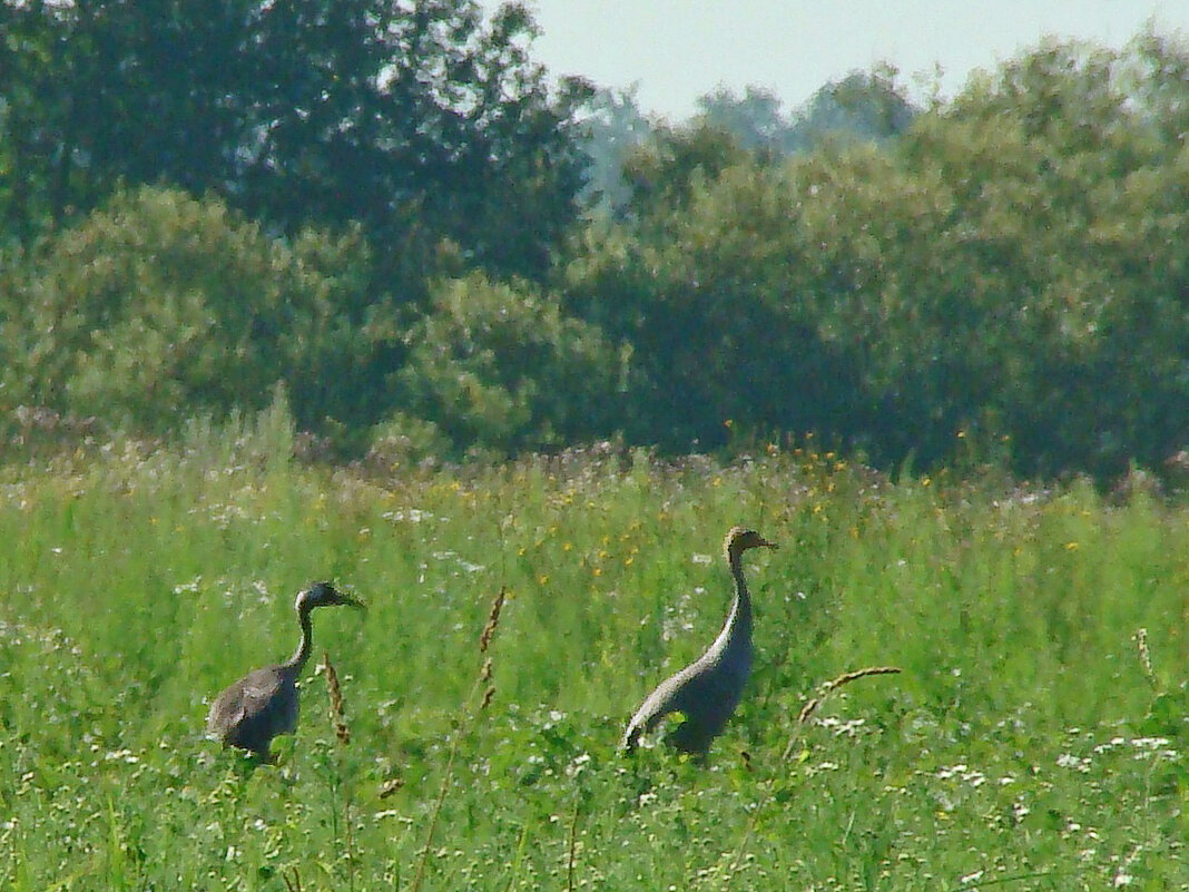 серые журавли - gawrilа - dan