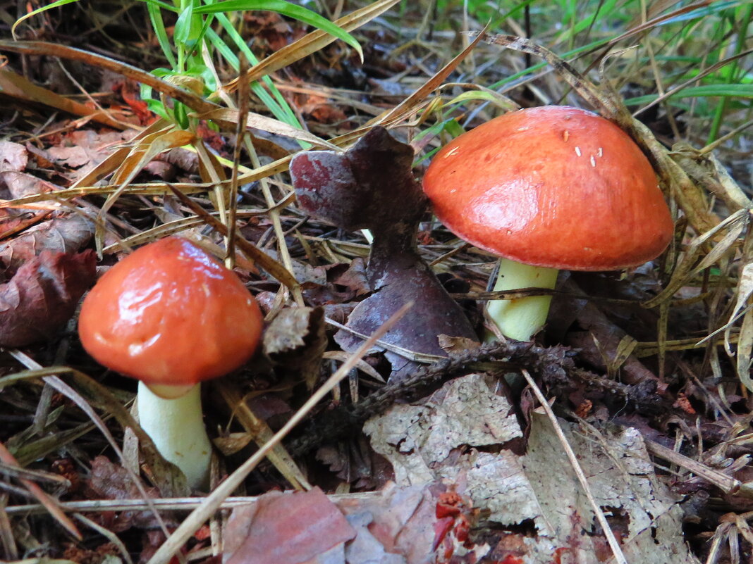 Маслята - Андрей Снегерёв