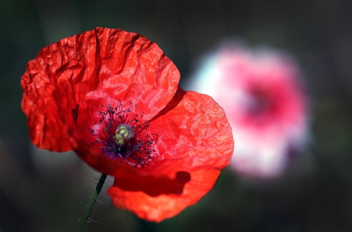 Ботсад МГУ 30 июля - Михаил Бибичков Ботсад МГУ 30 июля - Михаил Бибичков