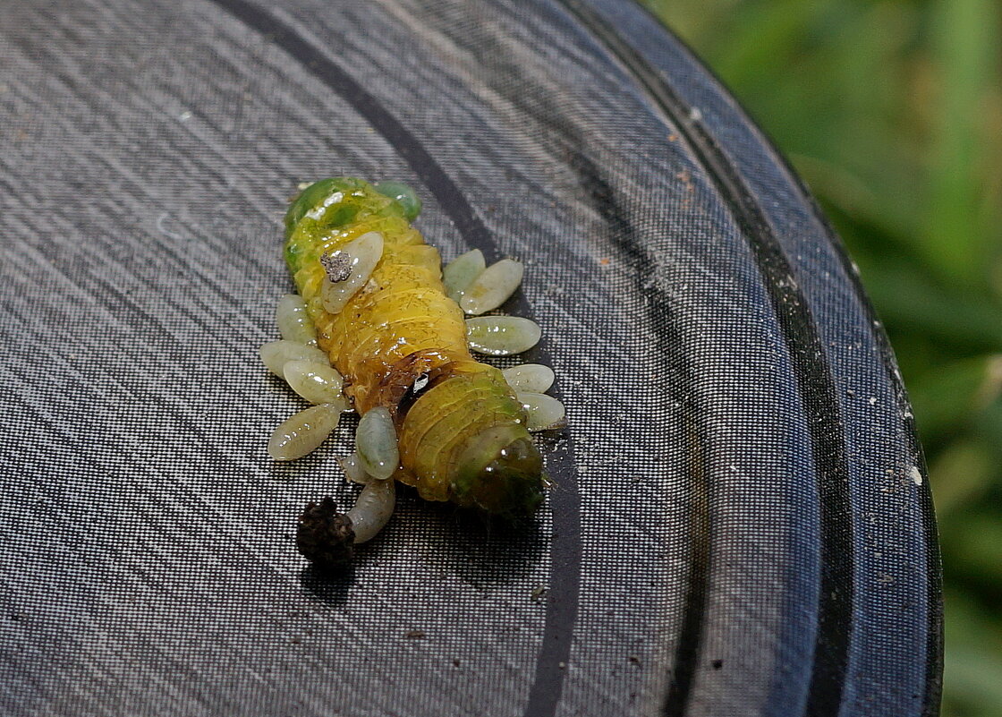 Многодетная мать? - Андрей Катков