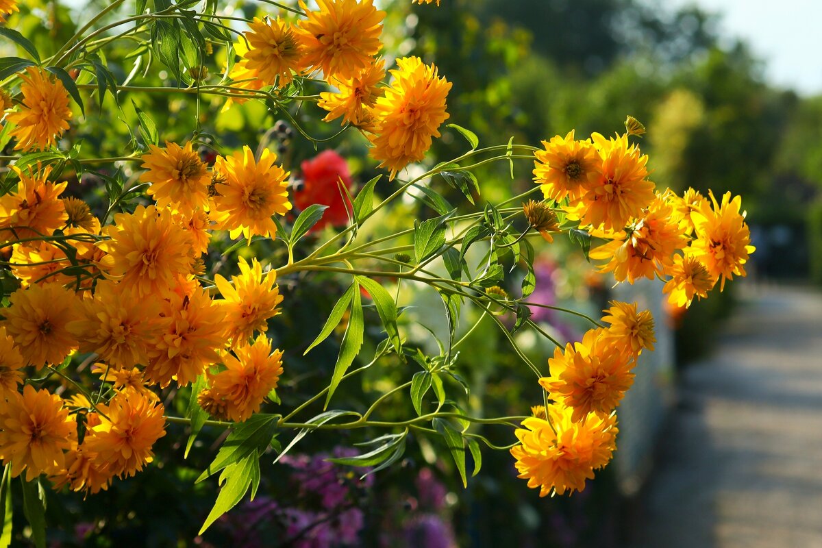 Золотые шары - Юрий. Шмаков