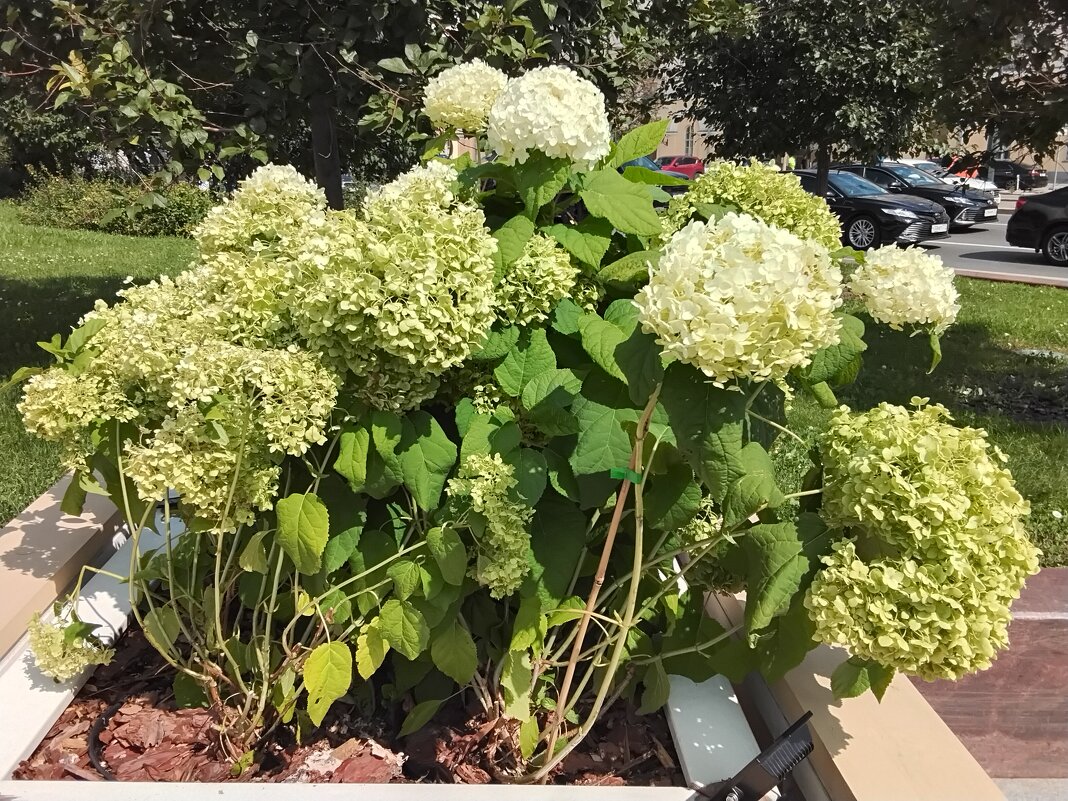 Гортензия - Дмитрий Никитин Гортензия - Дмитрий Никитин