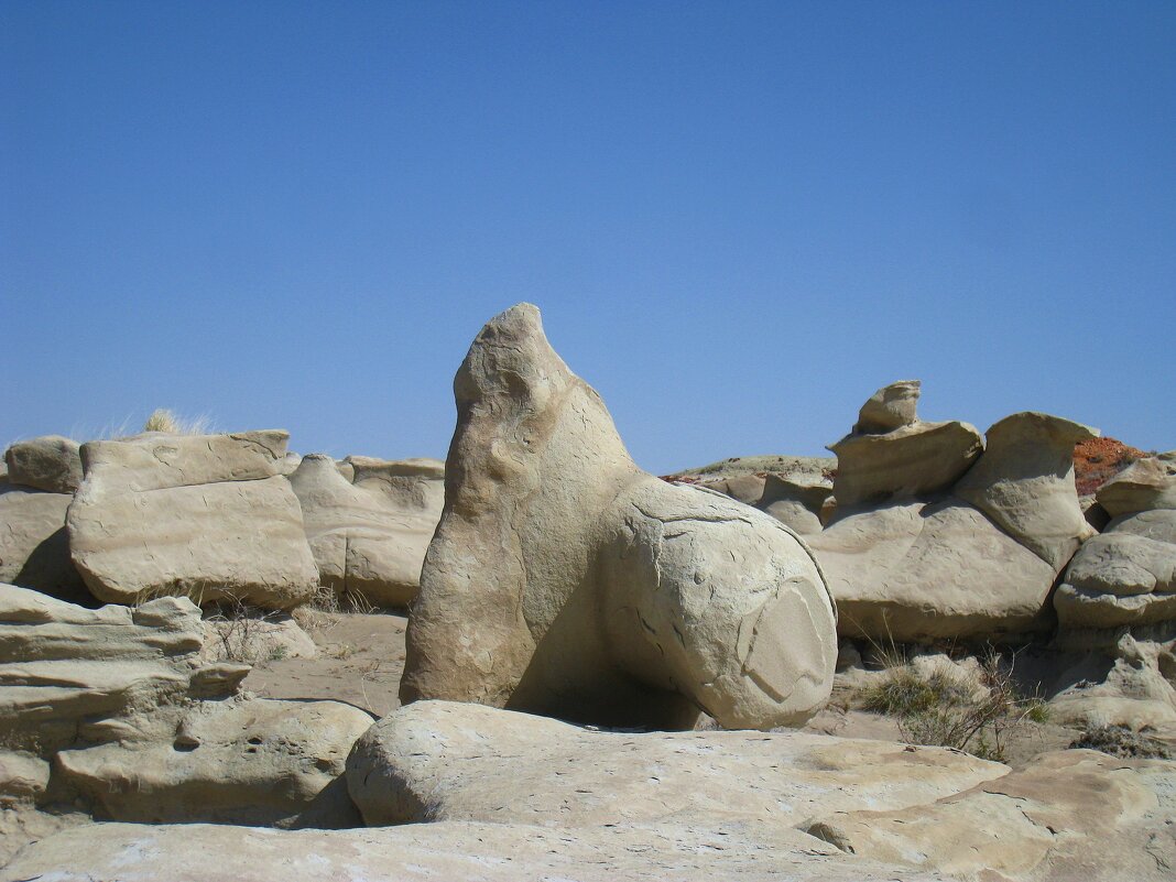 Морской котик. - unix (Илья Утропов)