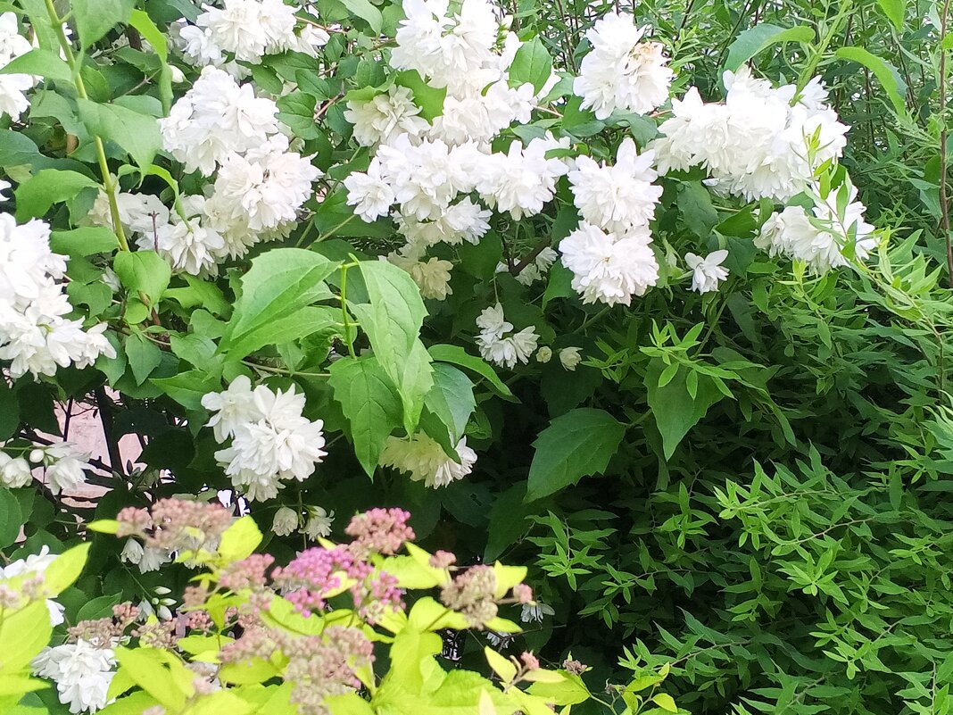 Чубушник и спирея - Сапсан 