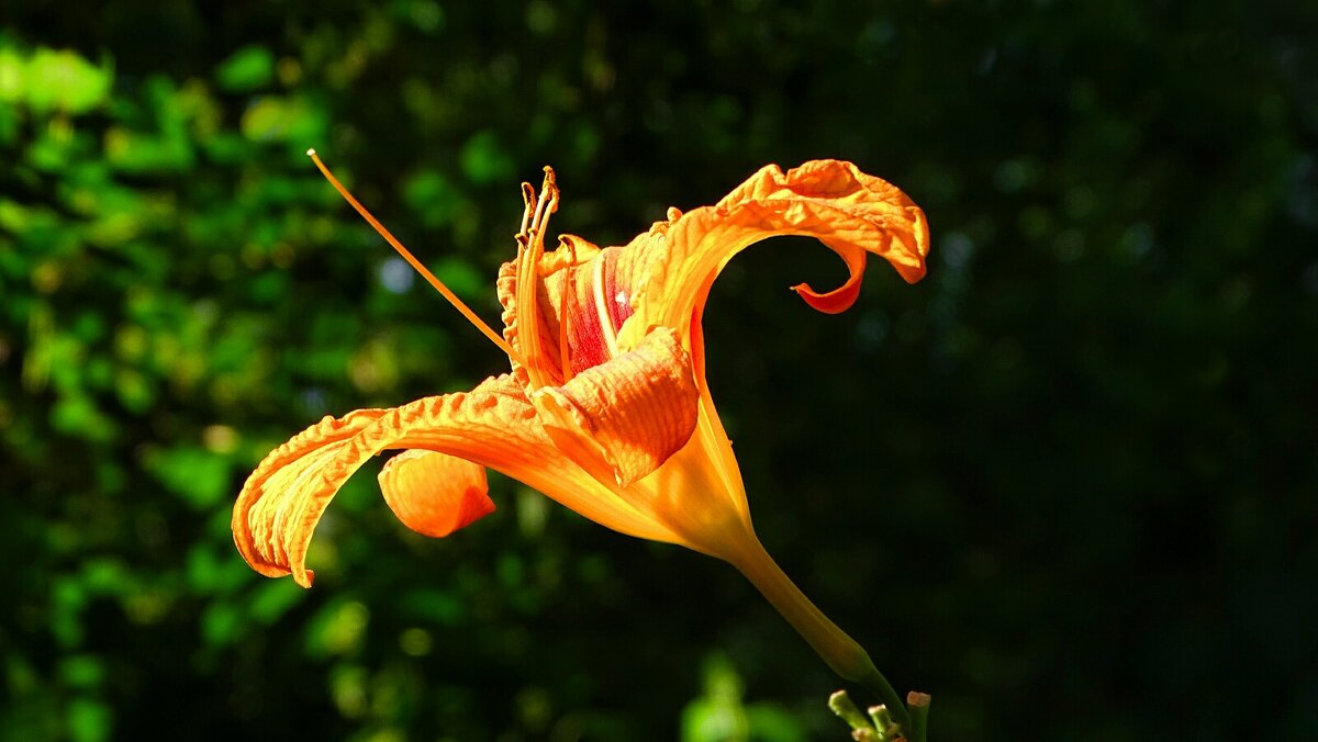 Лилия в солнечных лучах. - Милешкин Владимир Алексеевич 