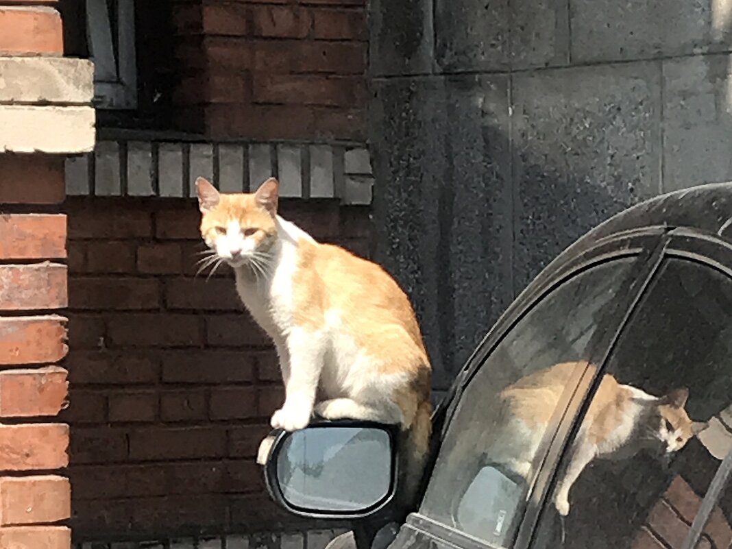 домашние / бездомные - zavitok *