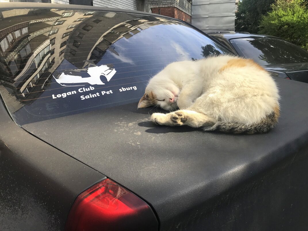 домашние / бездомные - zavitok * домашние / бездомные - zavitok *