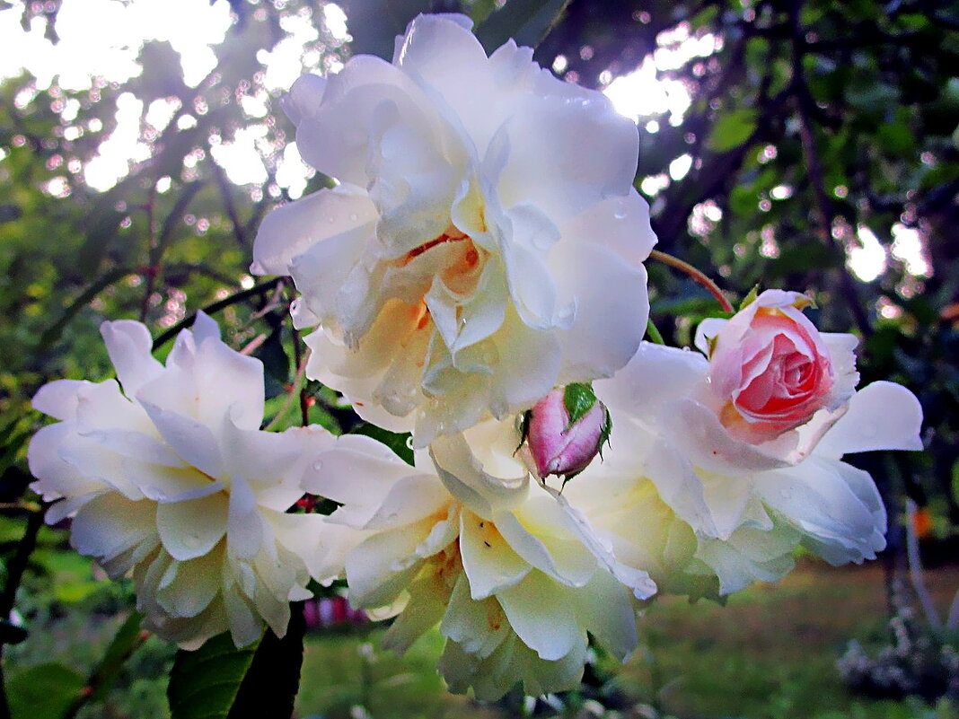 Роза у дома - Ольга Довженко