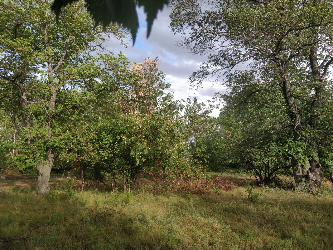 Дождик - Андрей Хлопонин Дождик - Андрей Хлопонин