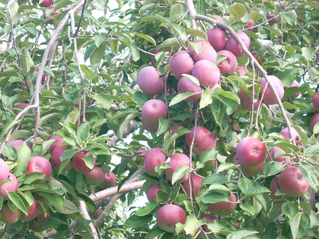 Урожайный год - Валерий Кокорев