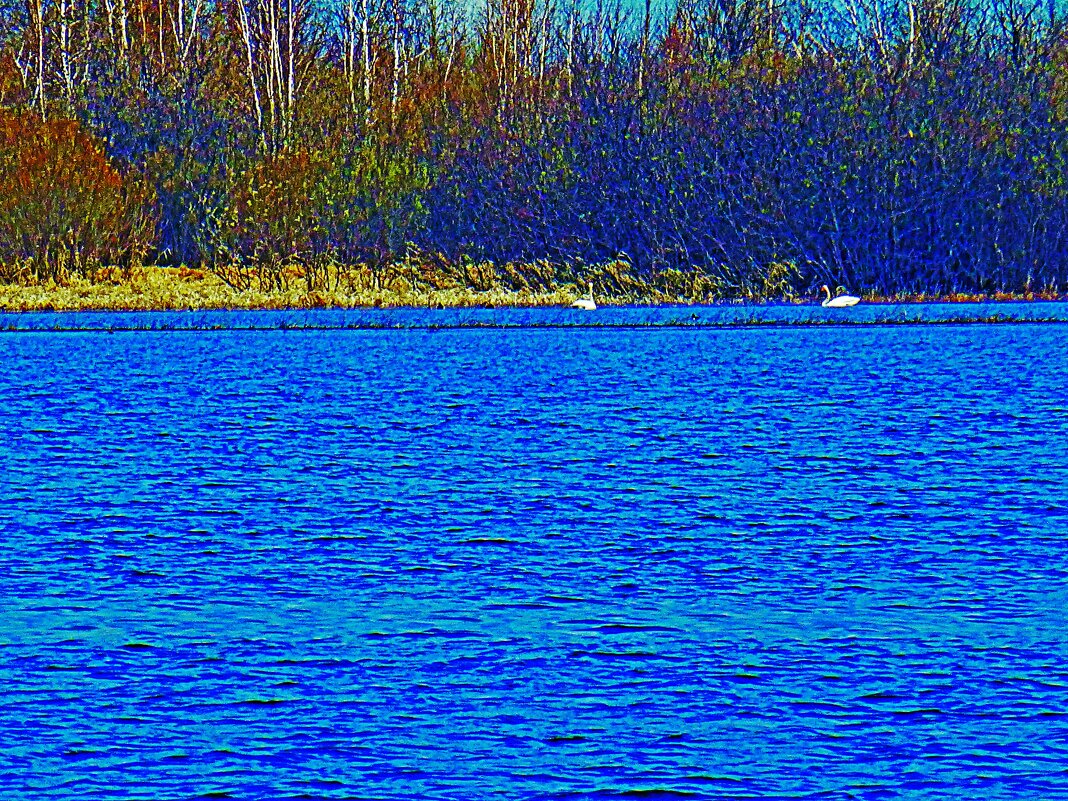 Июнь..Лебединая пара на Сыром Агане! - Владимир 