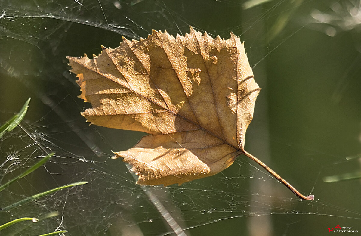 Скоро осень... - Андрей Пристяжнюк