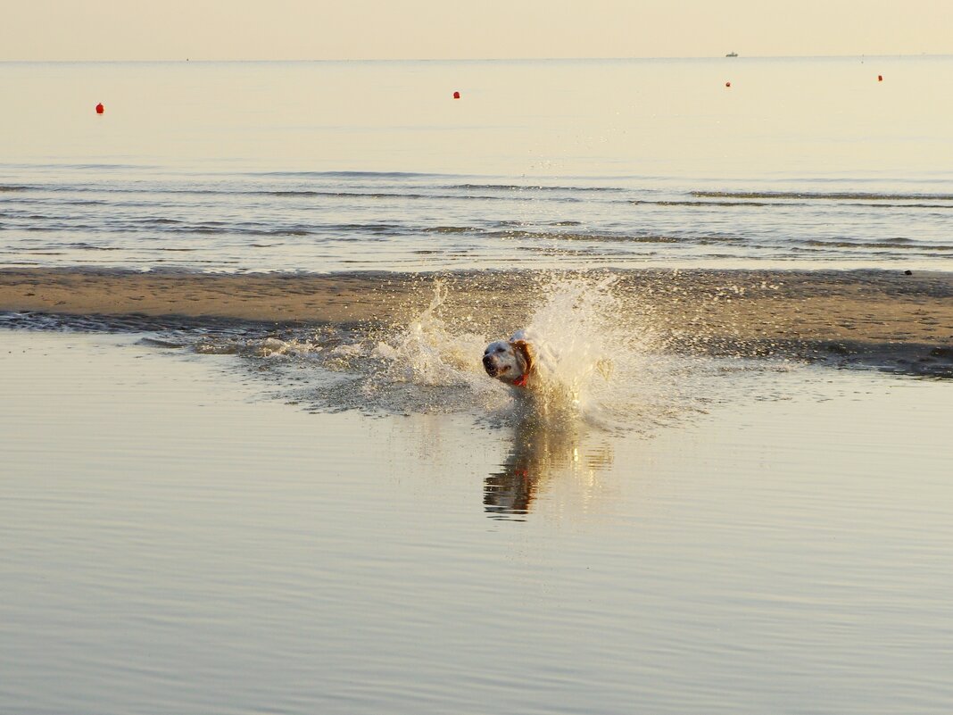 За птицами вдогонку - Сергей Швечков