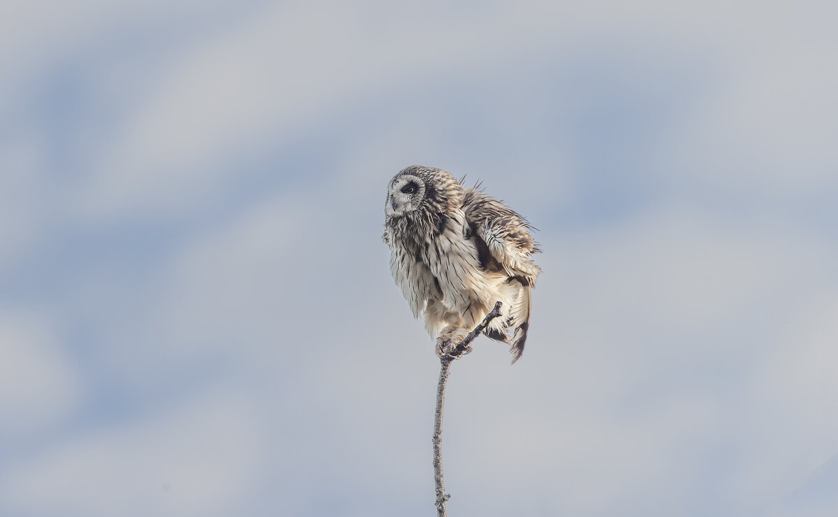 сова болотная. - юрий макаров