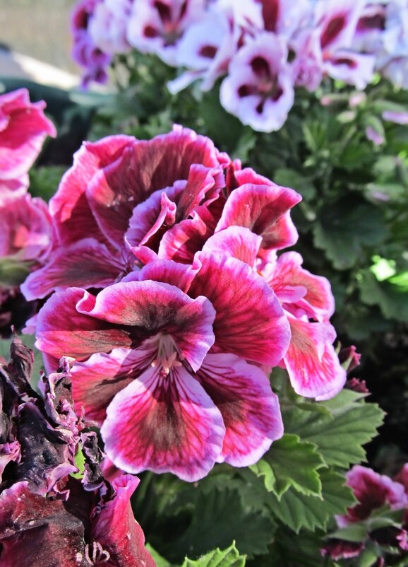 Пеларгония - PRP 