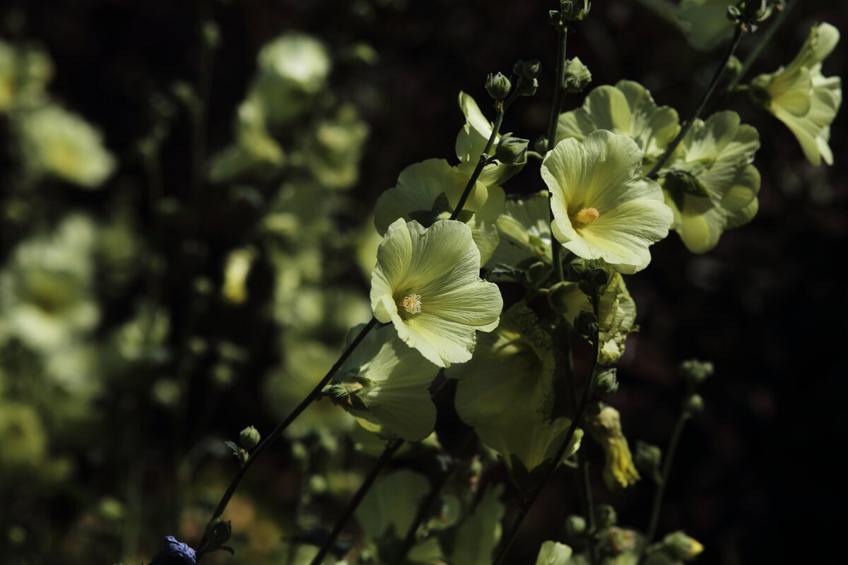 Мальва - Юрий Гайворонскiий