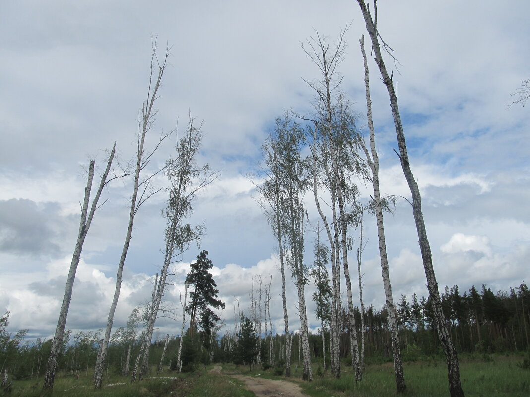 там на неведомых дорожках - Елена Шаламова
