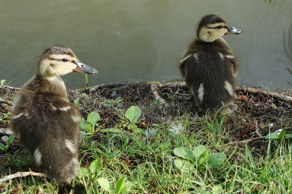 Утята - Рита Симонова