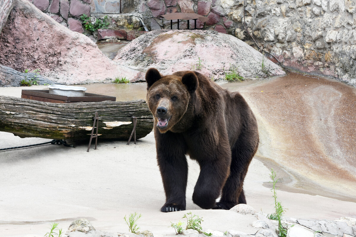 Московский Зоопарк. Бурый медведь Гром. - Наташа *****