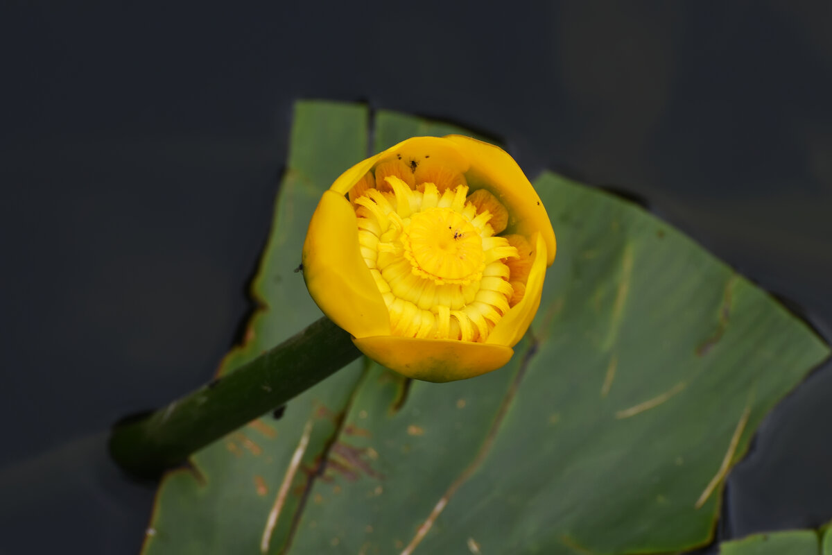 Москва. Воронцовский парк. Кубышка жёлтая. - Наташа *****