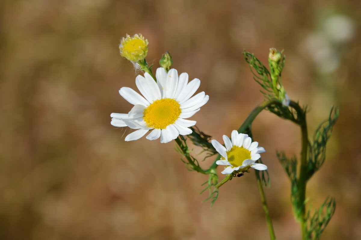 Не сломила меня жизнь, не сломила.... - Надежда Куркина 