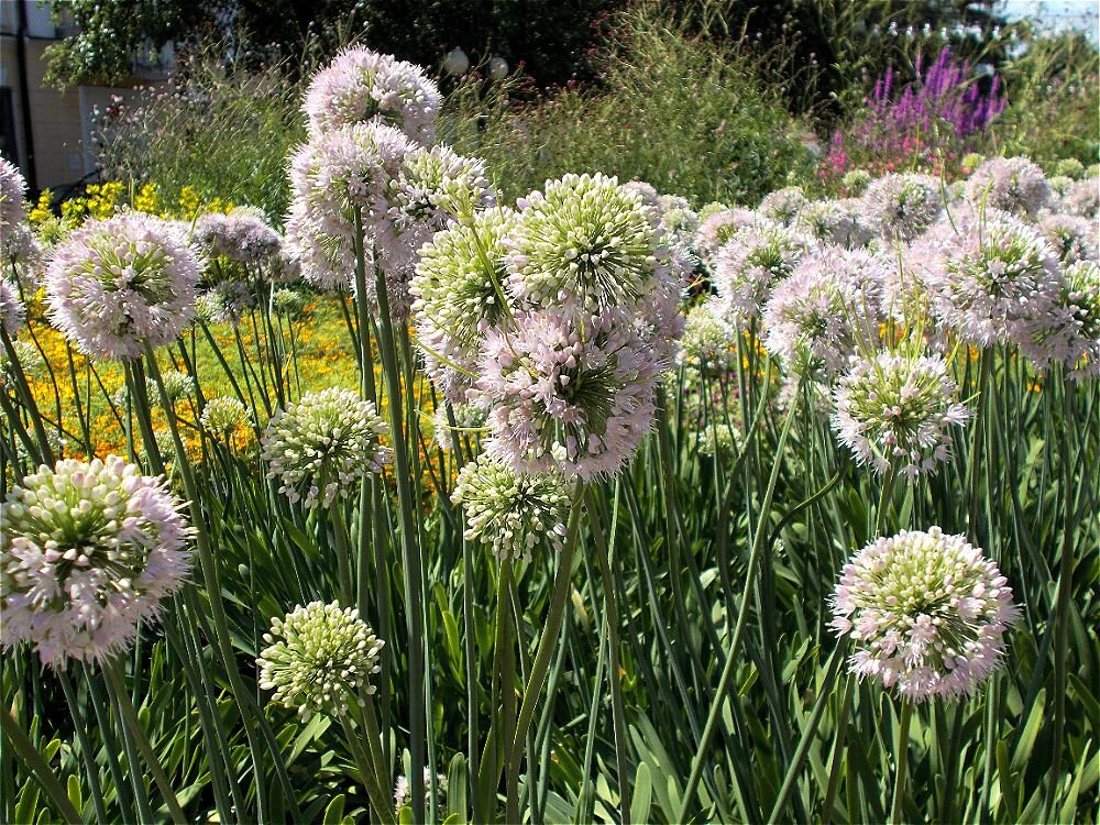 Городские цветы - Alisia La DEMA