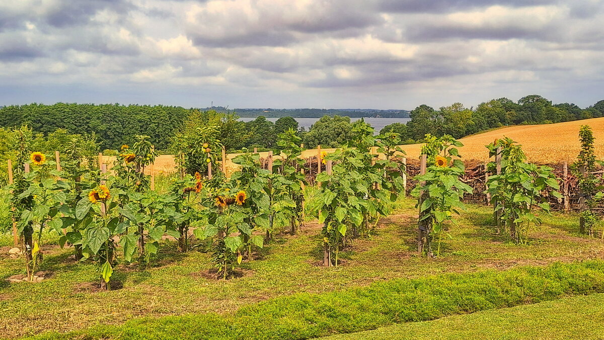 "Во саду ли , в огороде..." - Андрей K.