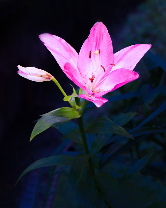 Розовая красотка - Евгений 