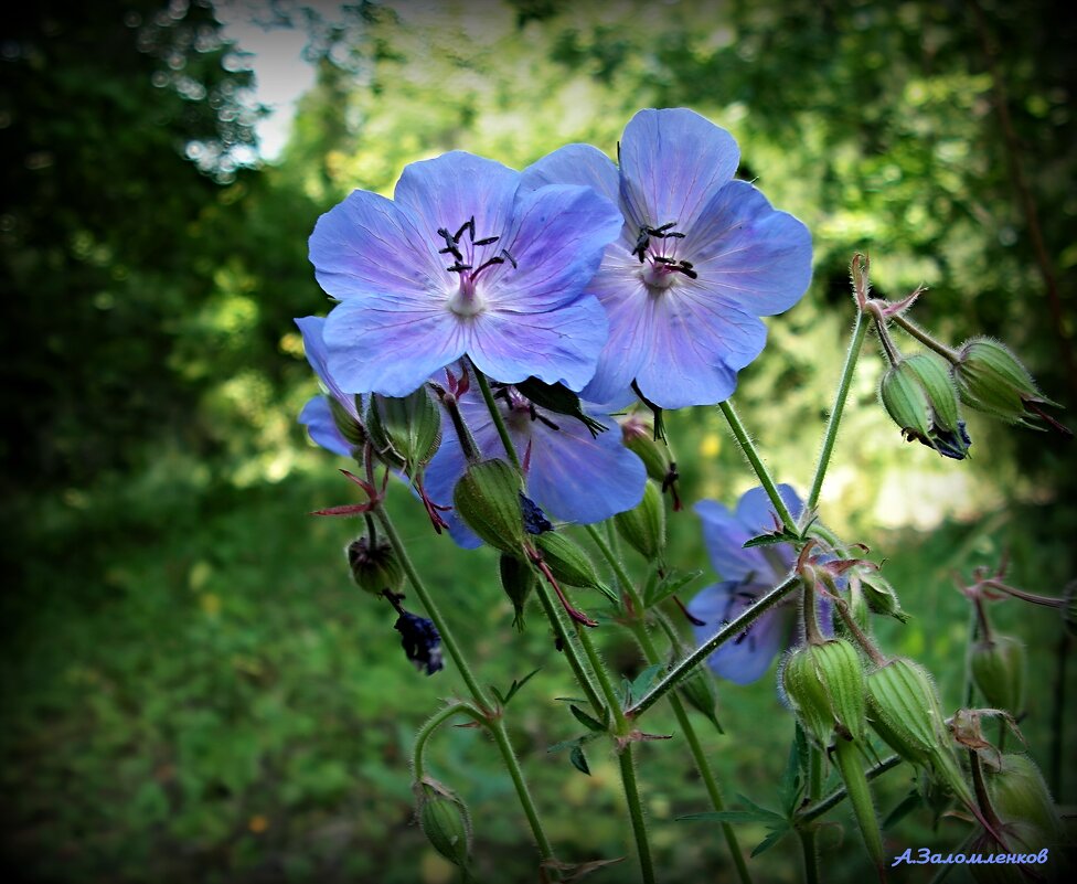 Лесные этюды лета... - Андрей Заломленков