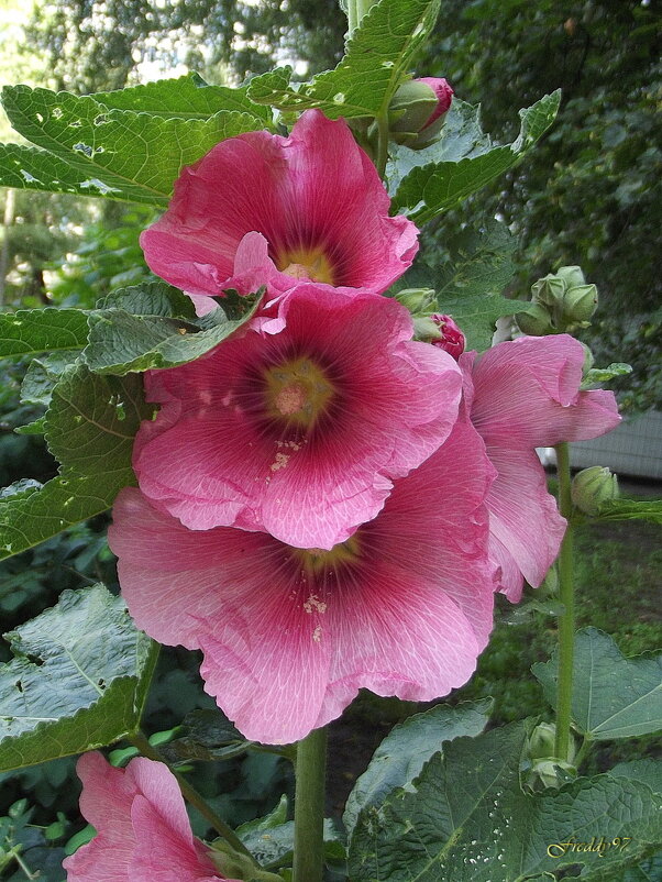 Мальва - Freddy 97