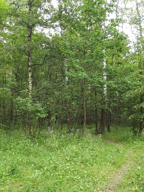 По лесной тропинке... - Freddy 97 По лесной тропинке... - Freddy 97