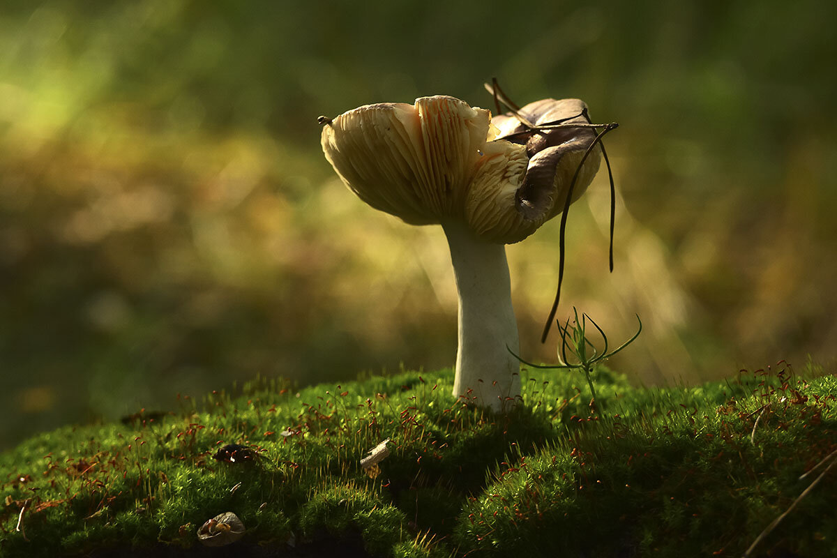 Жизнь  коротка - Геннадий Супрун