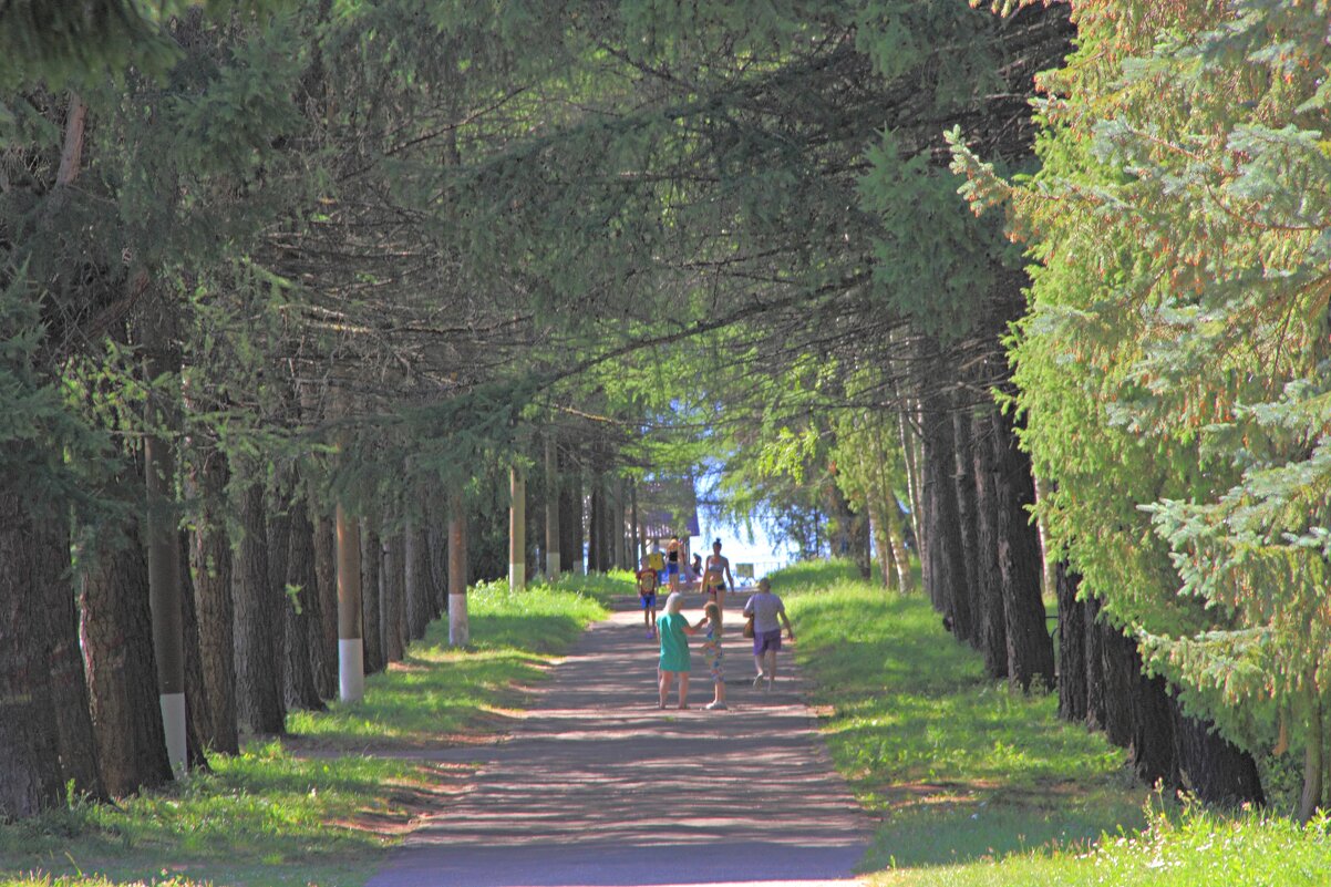 Аллея - Евгений Корьевщиков