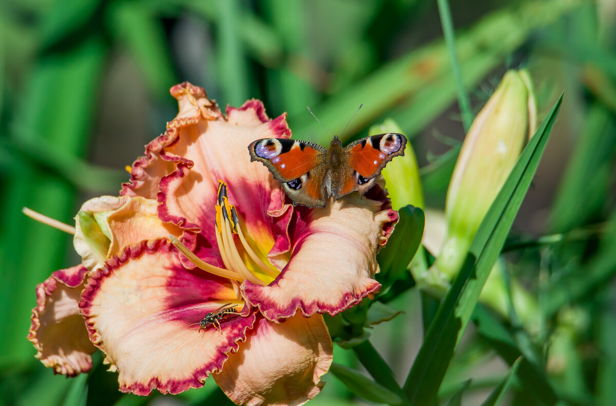 Летние краски. - Sergey (Apg)